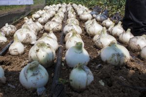 HortiExpo Sakata 2017