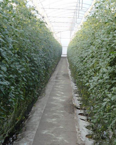 Agricultura protegida